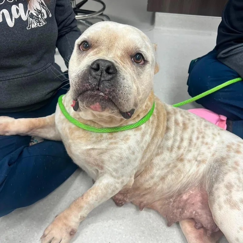 An adult large-sized female American Bulldog dog named Maple for adoption in Minooka, IL