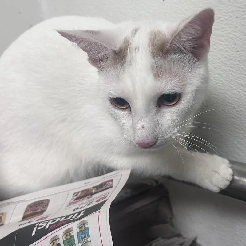 An adult medium-sized male White Domestic Short Hair cat named Coco Loco for adoption in Philadelphia, PA