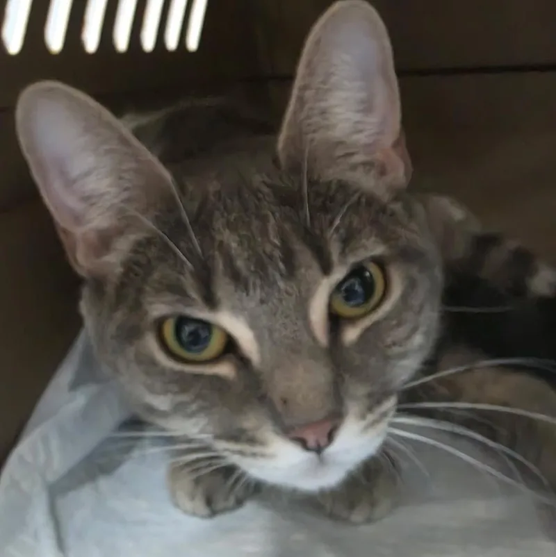 A young large-sized female Domestic Short Hair cat named Cookie Dough for adoption in Ewing, NJ