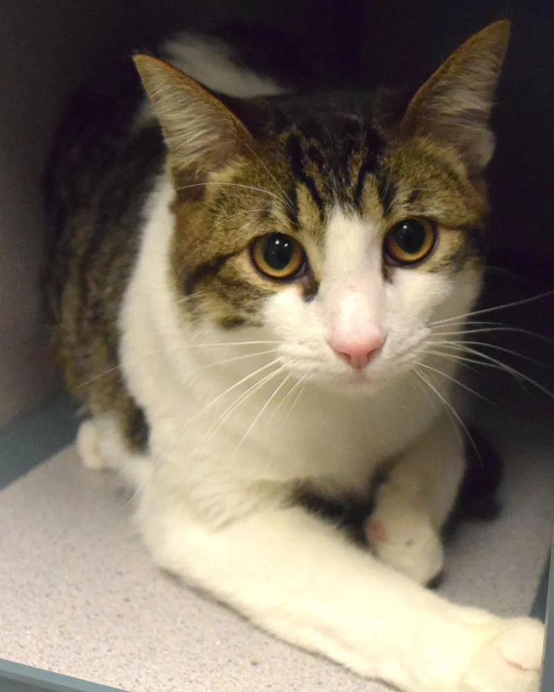 An adult medium-sized male White Domestic Short Hair cat named 22537 for adoption in Broken Arrow, OK
