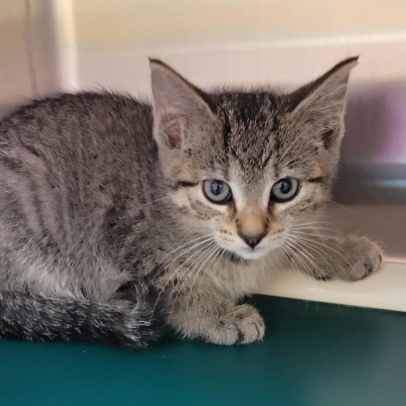 A baby small-sized female Brown / Chocolate Domestic Short Hair cat named Cayenne for adoption in Milan, IL