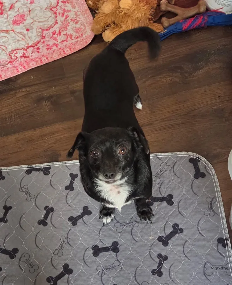 A young small-sized female Terrier dog named Anita And Penny for adoption in Fresno, CA