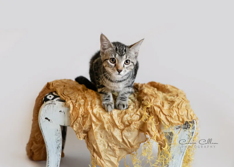 A young medium-sized female Tabby (Gray / Blue / Silver) Domestic Short Hair cat named Ariel for adoption in Homewood, AL
