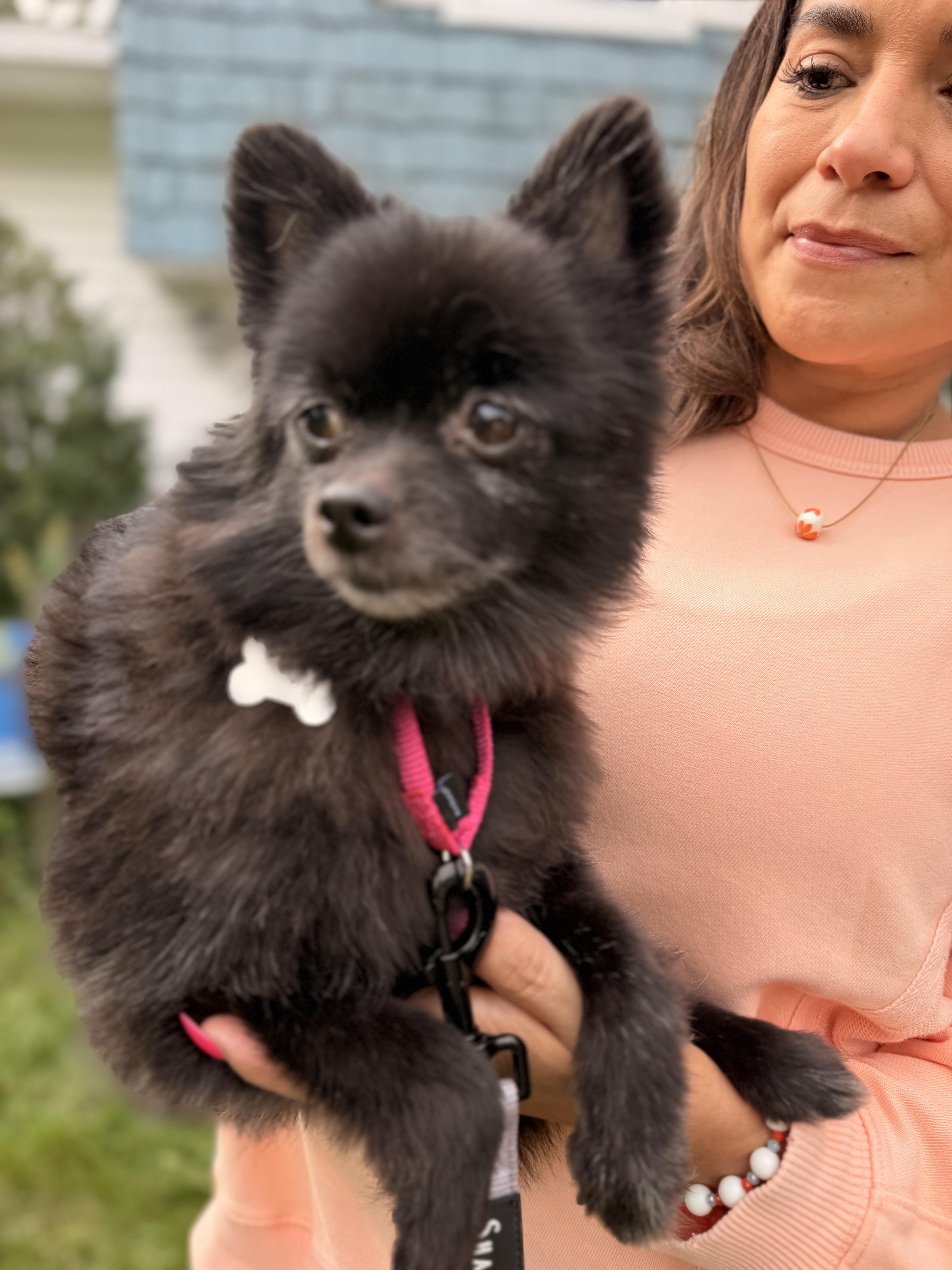 An adult small-sized female Pomeranian dog named Terra for adoption in Thornwood, NY