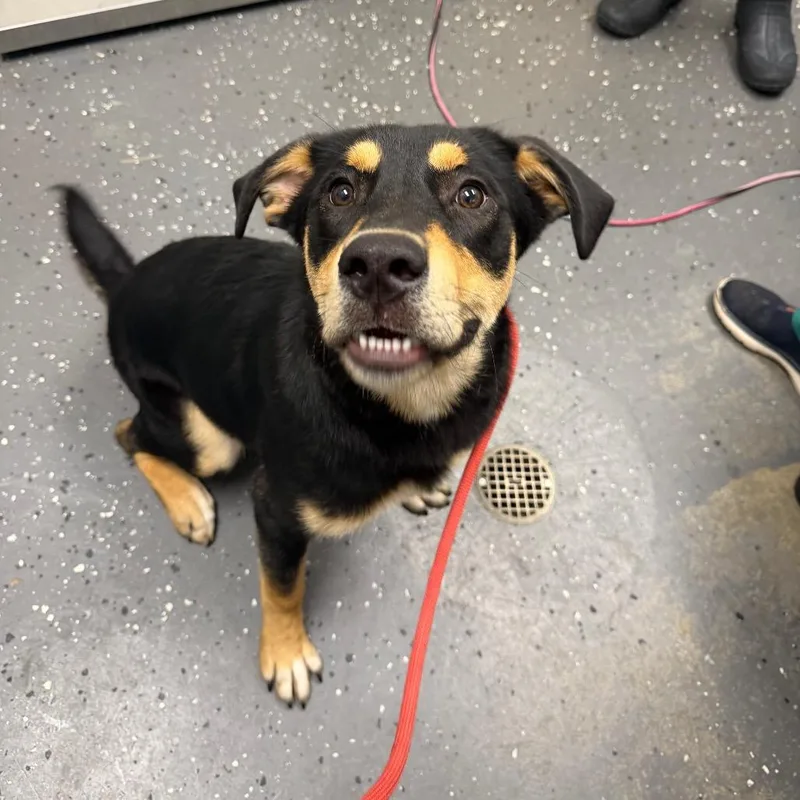 A young large-sized male Black Mixed Breed dog named Ryker for adoption in Columbiana, AL