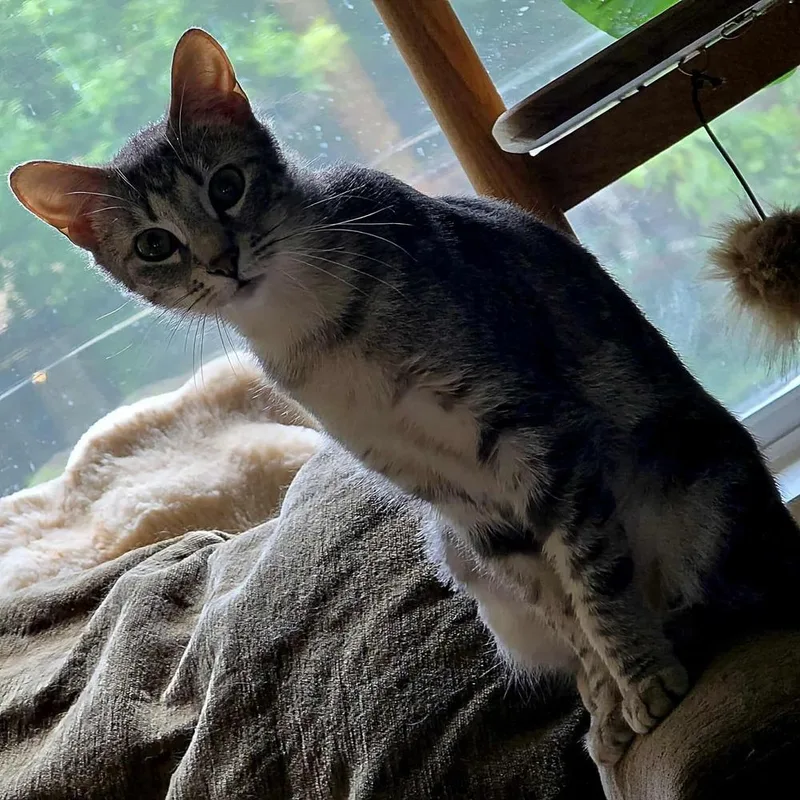 A young small-sized female Domestic Short Hair cat named Flora for adoption in Chicago, IL