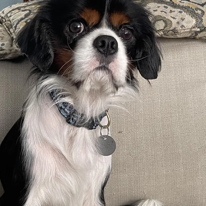 An adult small-sized male Black Cavalier King Charles Spaniel dog named Dobby for adoption in Houston, TX