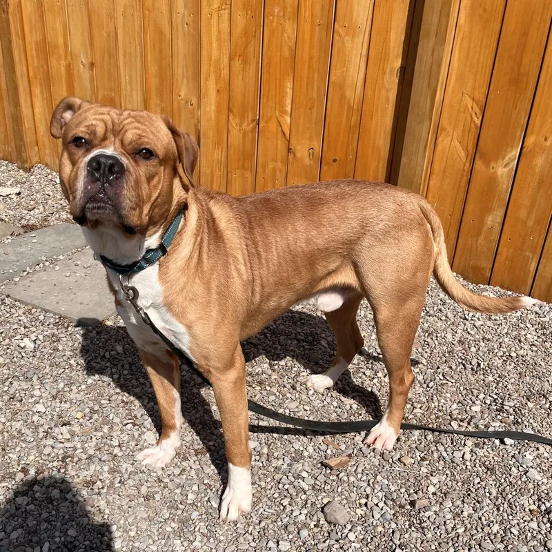 An adult large-sized male Yellow / Tan / Blond / Fawn Mixed Breed dog named Lincoln for adoption in Fairport, NY
