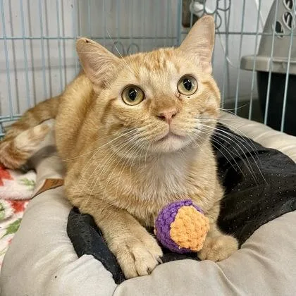 An adult large-sized male Tabby (Orange / Red) Domestic Short Hair cat named Elbow Macaroni for adoption in Plano, TX
