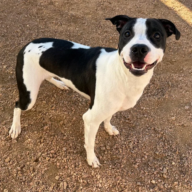 An adult medium-sized female American Staffordshire Terrier dog named Sadie Mae for adoption in Kerrville, TX