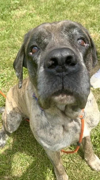 An adult extra large-sized male Mastiff dog named Sid for adoption in Quakertown, PA