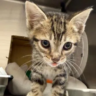 A baby small-sized male Brown / Chocolate Domestic Short Hair cat named Excalibur for adoption in Los Angeles, CA