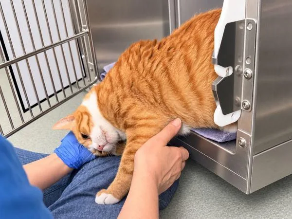 An adult large-sized male Domestic Short Hair cat named Jimmy for adoption in New York, NY