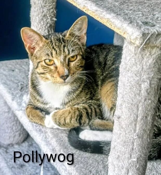 Pollywog
