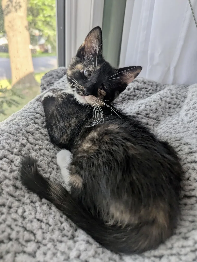 A baby medium-sized female Calico Domestic Short Hair cat named Ari for adoption in Lemoyne, PA