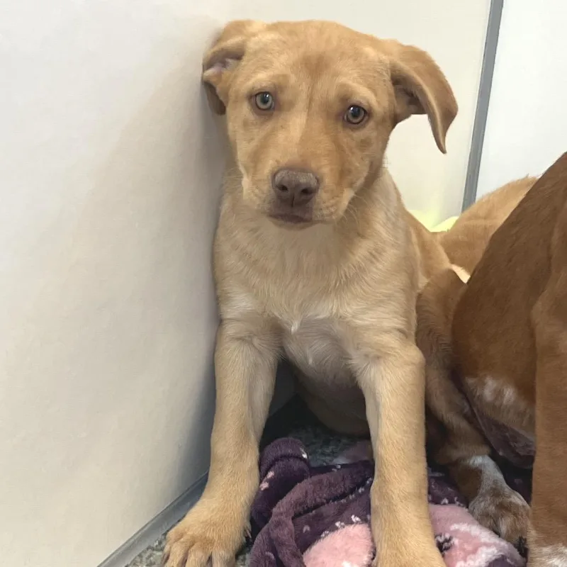 A baby medium-sized female Golden Hound dog named Ciao for adoption in Kanab, UT