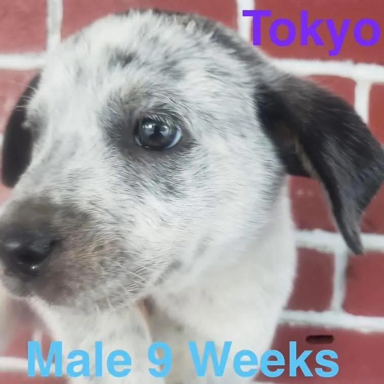 A baby medium-sized male Australian Cattle Dog / Blue Heeler dog named Tokyo for adoption in Houston, TX