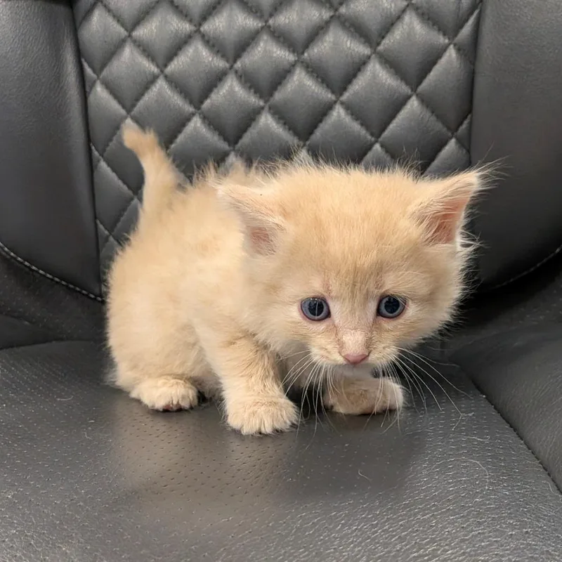 Enzo