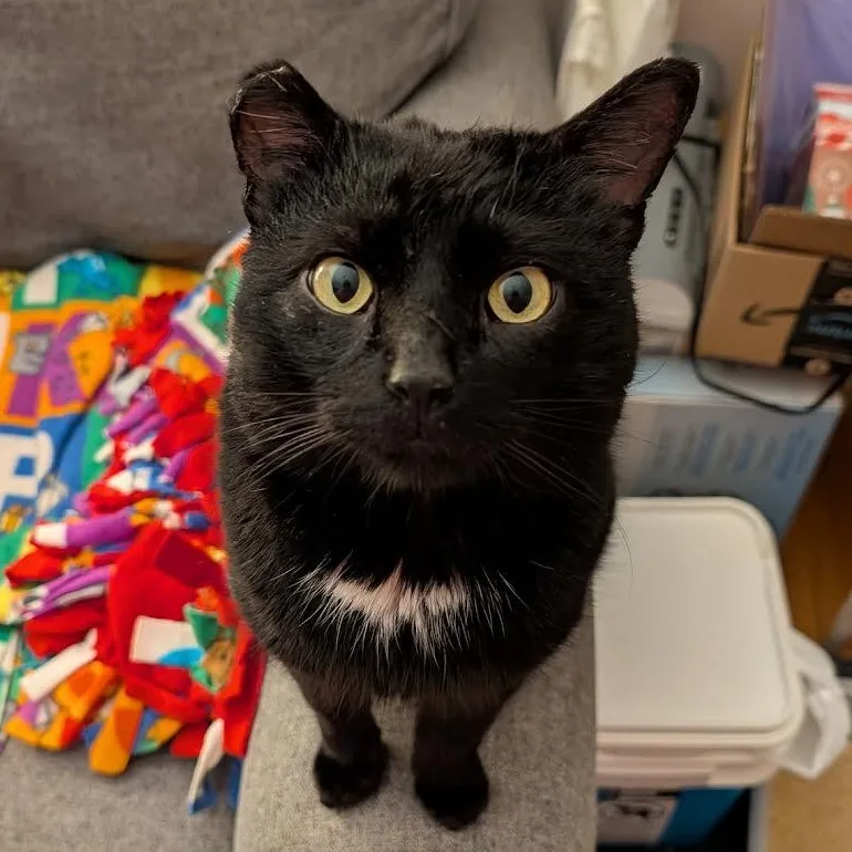 A young medium-sized male Black Domestic Short Hair cat named Saul for adoption in Plymouth, MN