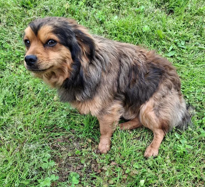 Toby