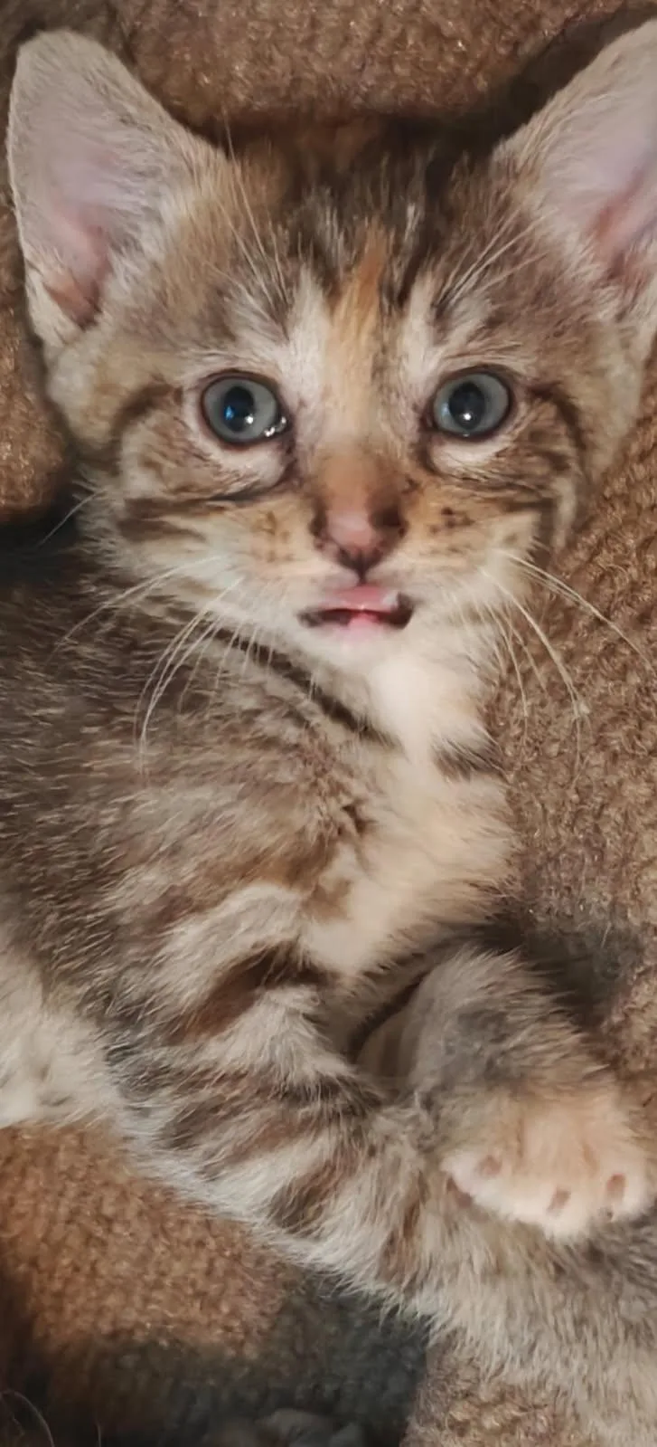 A baby medium-sized female Tabby (Brown / Chocolate) Domestic Short Hair cat named Pecan for adoption in St. Clair, MO