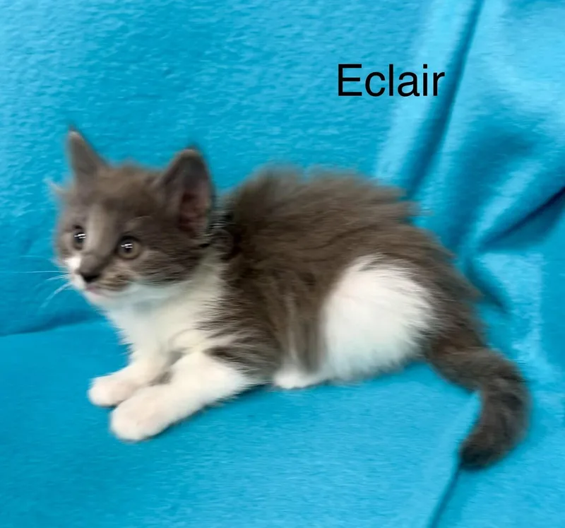 Eclair