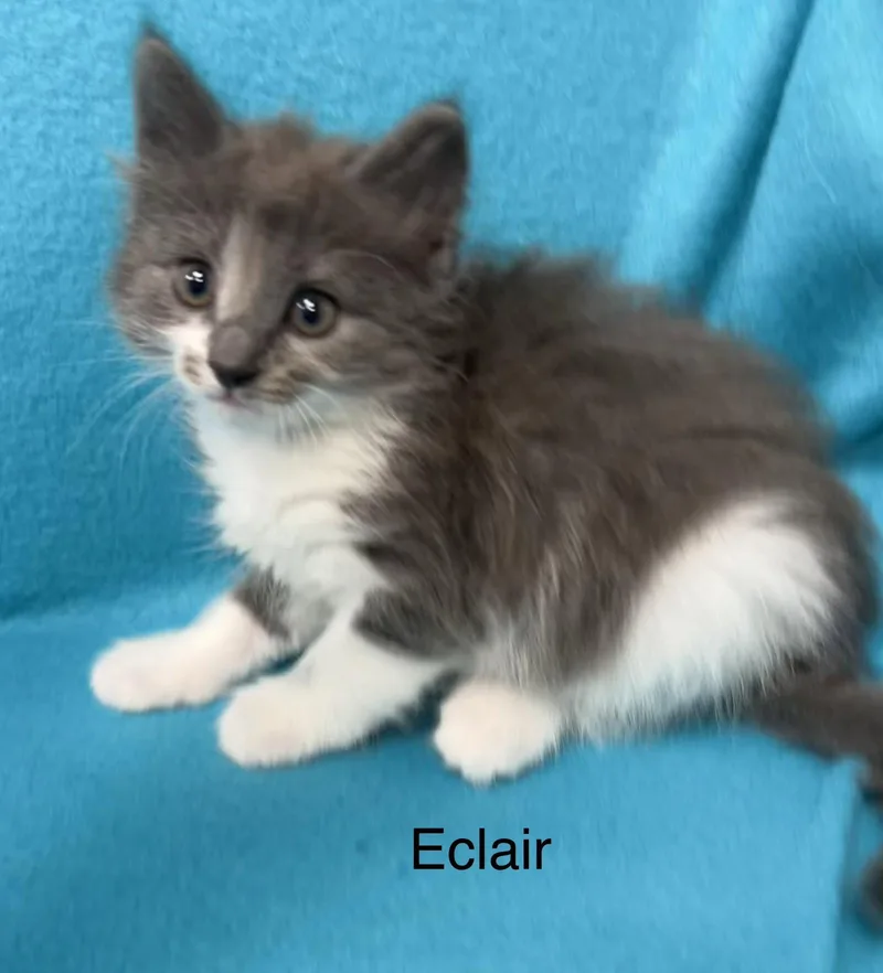 Eclair thumbnail 2