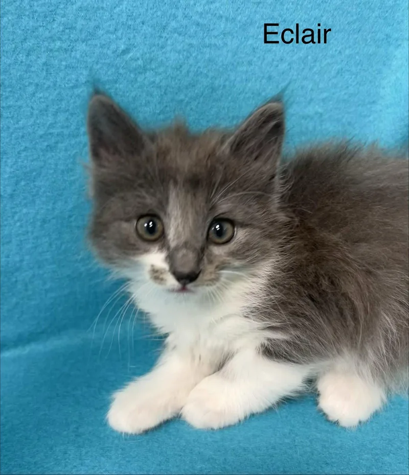 Eclair thumbnail 3
