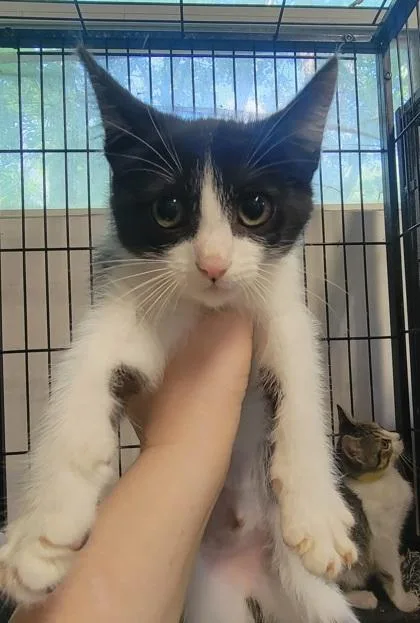A baby medium-sized female Domestic Short Hair cat named Slimshady for adoption in West Chester, PA