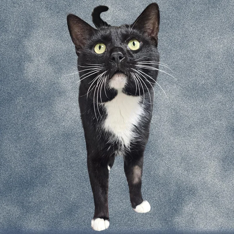 An adult large-sized male Domestic Short Hair cat named Socks for adoption in Donalsonville, GA