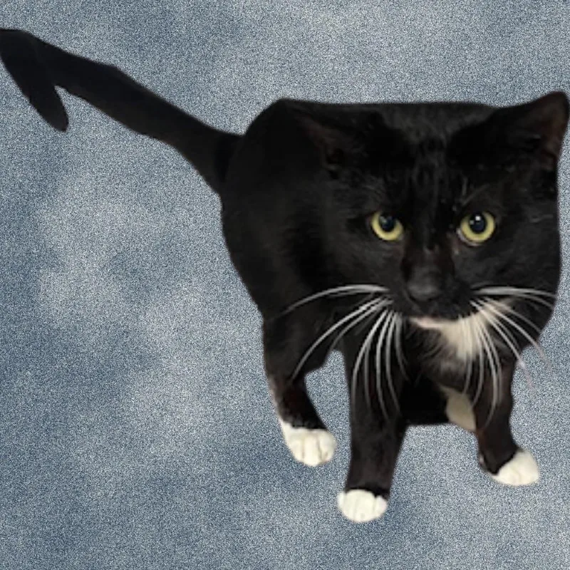 Socks thumbnail 3