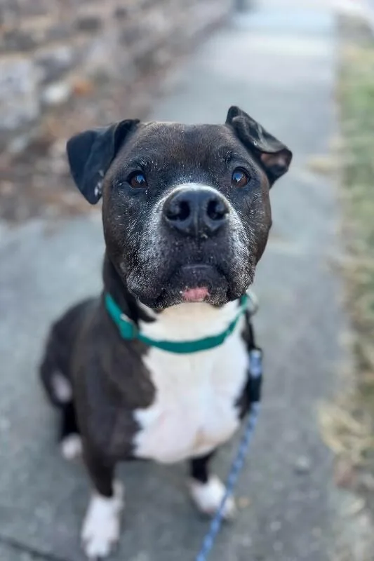 An adult medium-sized male Brown / Chocolate Mixed Breed dog named John McClane for adoption in Cincinnati, OH