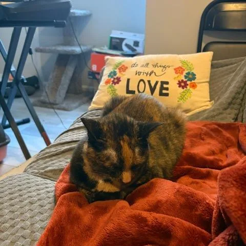 An adult large-sized female Tortoiseshell Domestic Short Hair cat named Mabel for adoption in Fairfax, VA