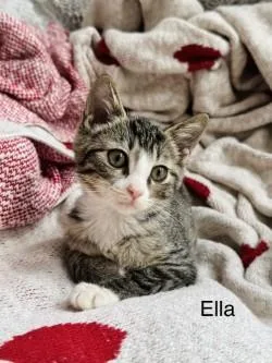 A baby small-sized female Domestic Short Hair cat named Ella for adoption in Gainesville, FL