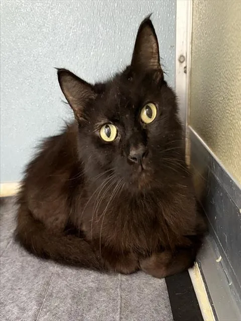 An adult small-sized male Domestic Short Hair cat named Peter Parker for adoption in Westminster, MD