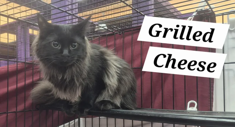 Grilled Cheese thumbnail 2