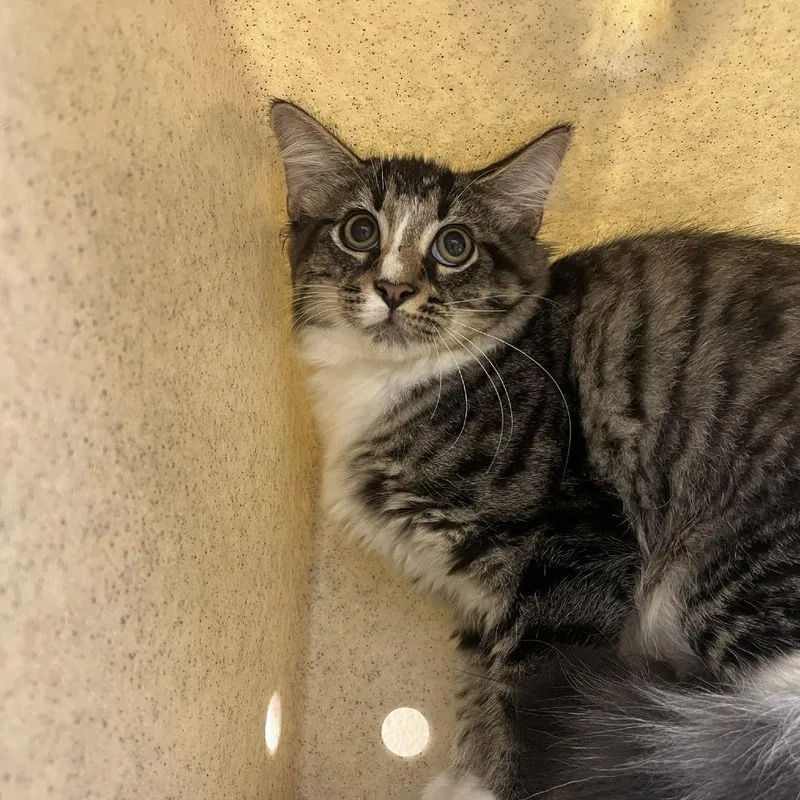 A baby small-sized male Brown / Chocolate Domestic Medium Hair cat named Spore for adoption in Lyndhurst, VA