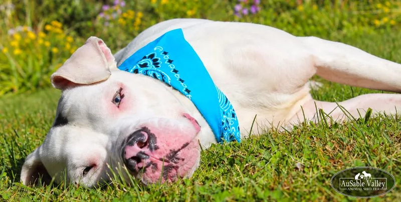 An adult medium-sized male Mixed Breed dog named Noah for adoption in Grayling, MI