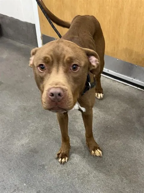 A young medium-sized male Pit Bull Terrier dog named Manny for adoption in Upper Marlboro, MD