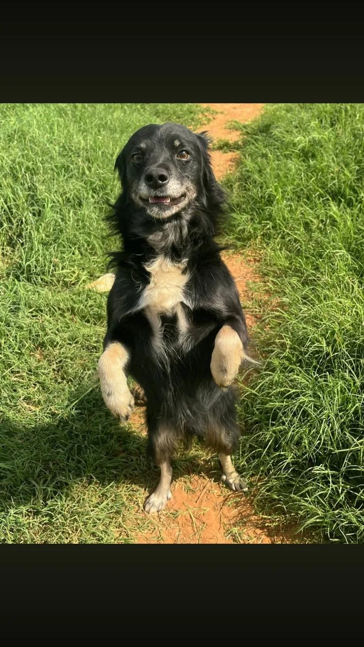 An adult medium-sized male Black Spaniel dog named Tahoe for adoption in Paradise, TX