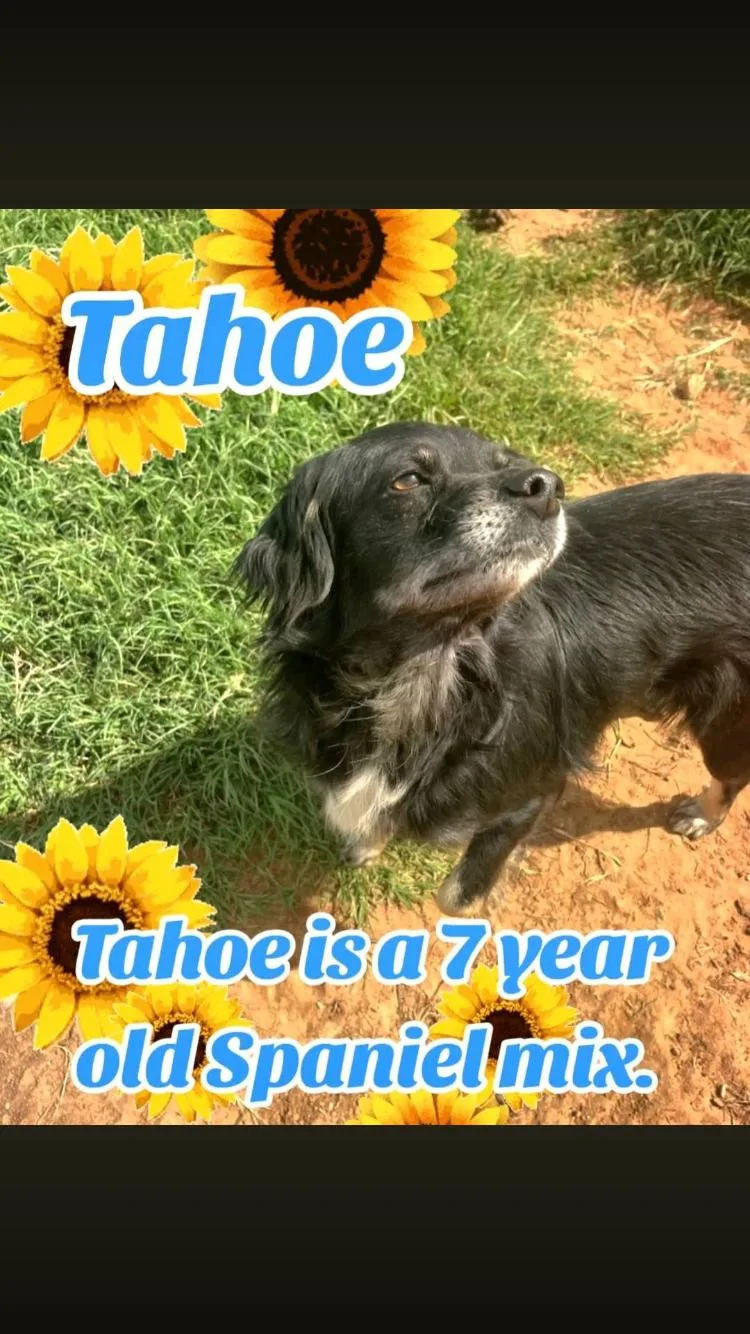 Tahoe thumbnail 2