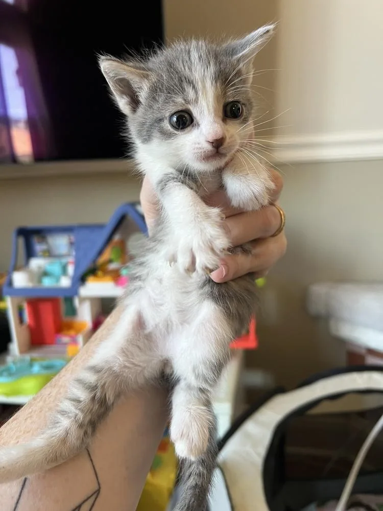 A baby small-sized female Gray & White Domestic Short Hair cat named Joy for adoption in Chicago, IL