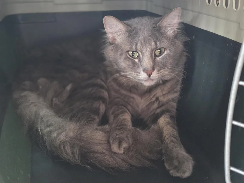 An adult large-sized male Gray / Blue / Silver Domestic Medium Hair cat named Lionel for adoption in Greensburg, PA