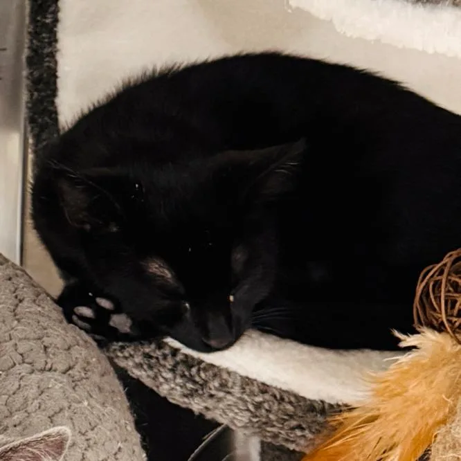 A baby small-sized male Black Domestic Short Hair cat named Radio Flyer for adoption in Los Angeles, CA