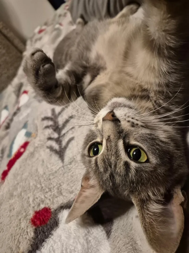 Gracie