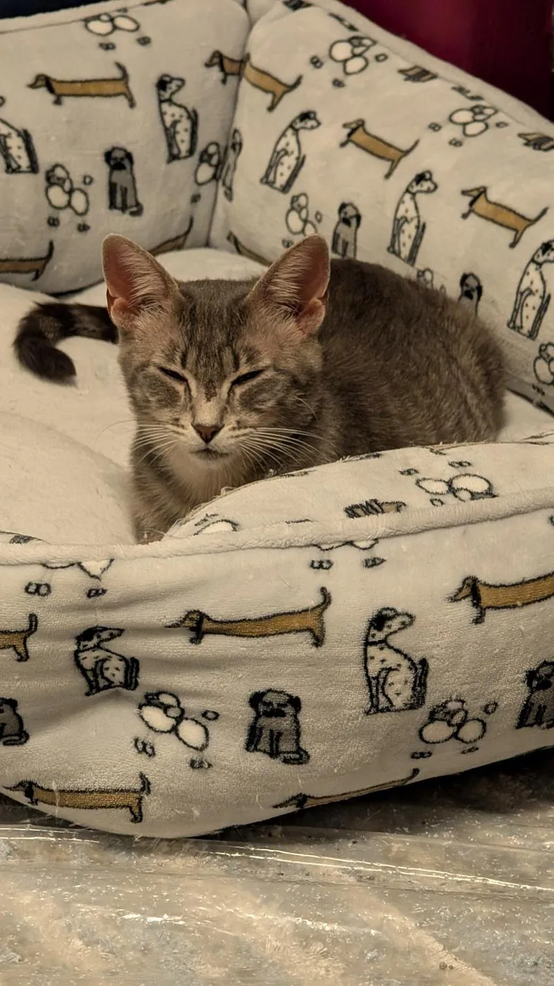 Gracie thumbnail 2