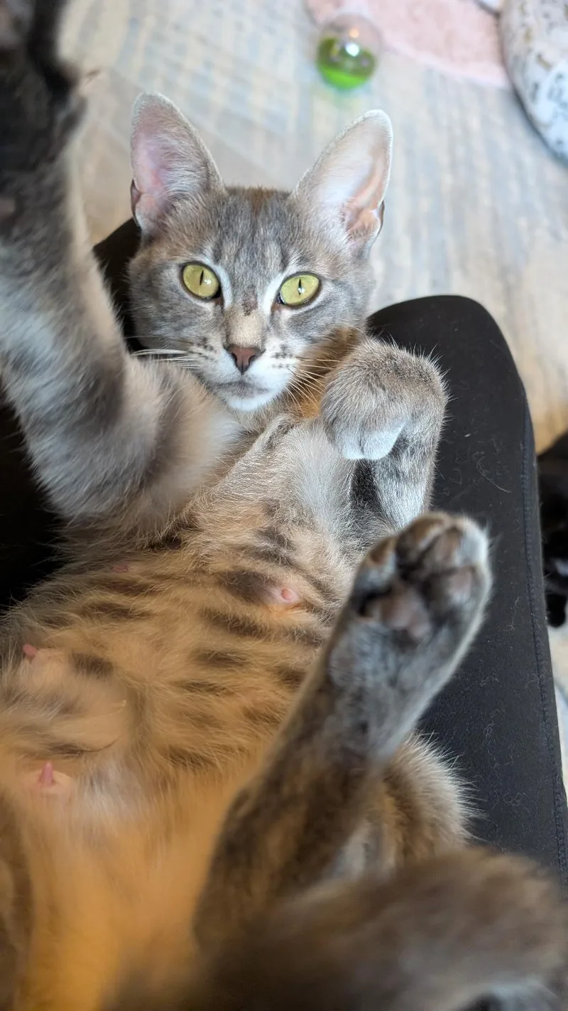 Gracie thumbnail 3