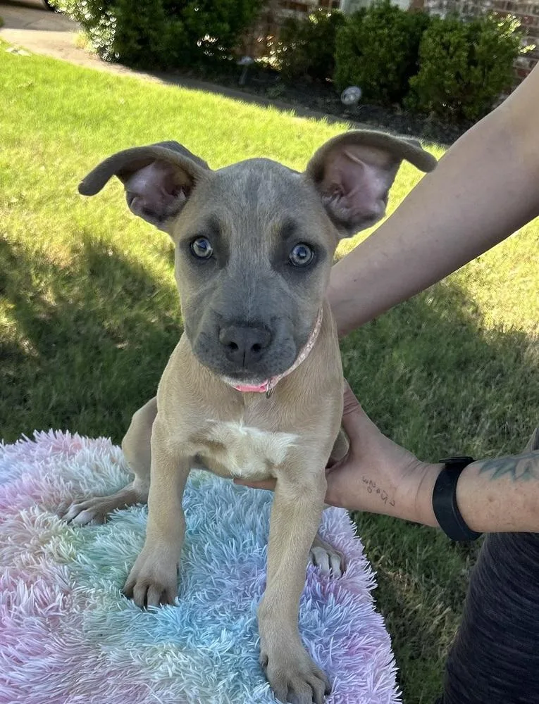 A baby medium-sized female Brown / Chocolate Pit Bull Terrier dog named Artemisia Artist Puppies for adoption in Horn Lake, MS