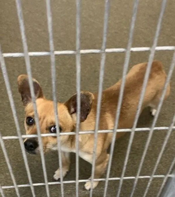 An adult small-sized male Chihuahua dog named Chirp for adoption in Vancouver, WA