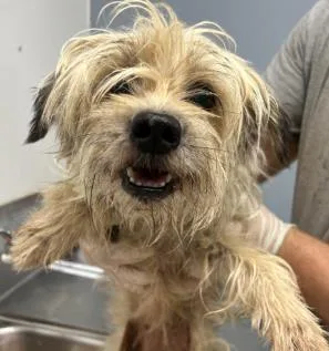 An adult small-sized female Schnauzer dog named Rock a Way for adoption in Washington, DC